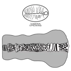 Masturbator, alien production – Aliens Pie Masturbator 2 Brown